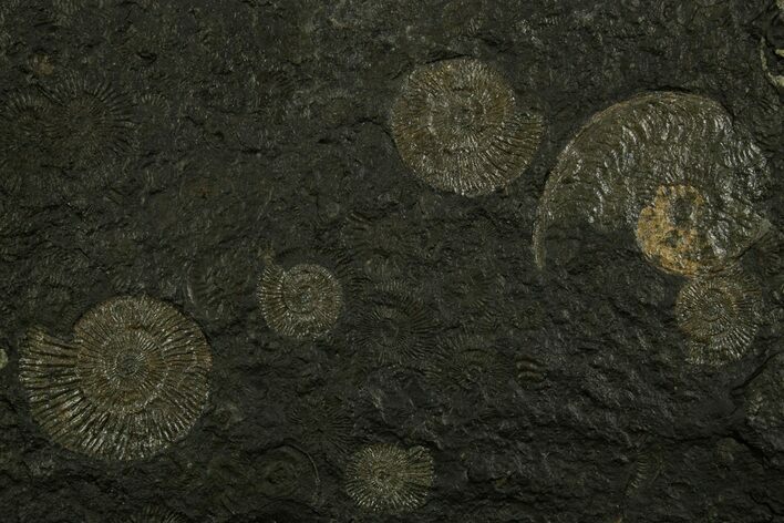 Fossil Ammonite Cluster - Posidonia Shale, Germany #378184